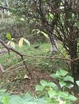林間繁茂植物景象