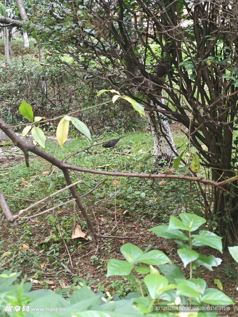 林間繁茂植物景象