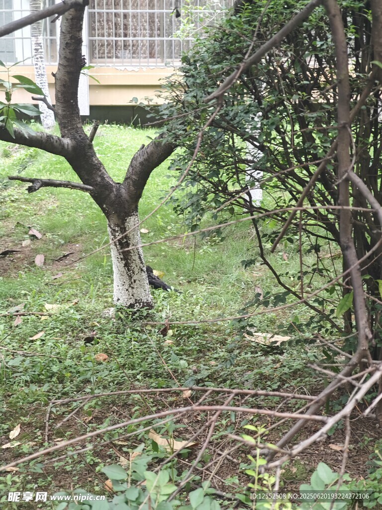 庭院中的樹木與綠植