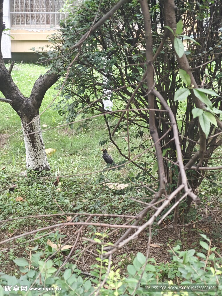 草叢中的鳥兒