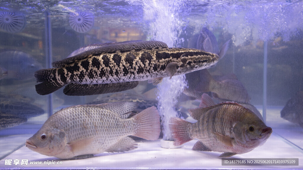 半咸淡羅非魚