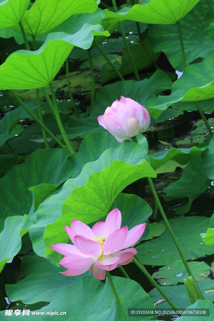 荷花荷葉 
