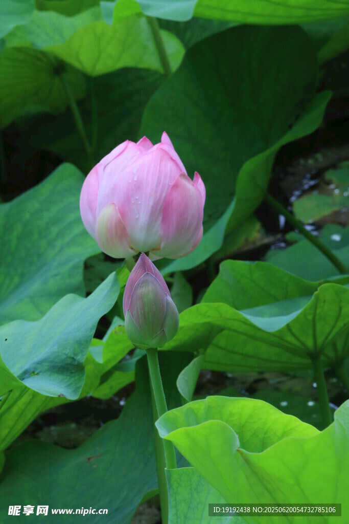 荷花荷葉 