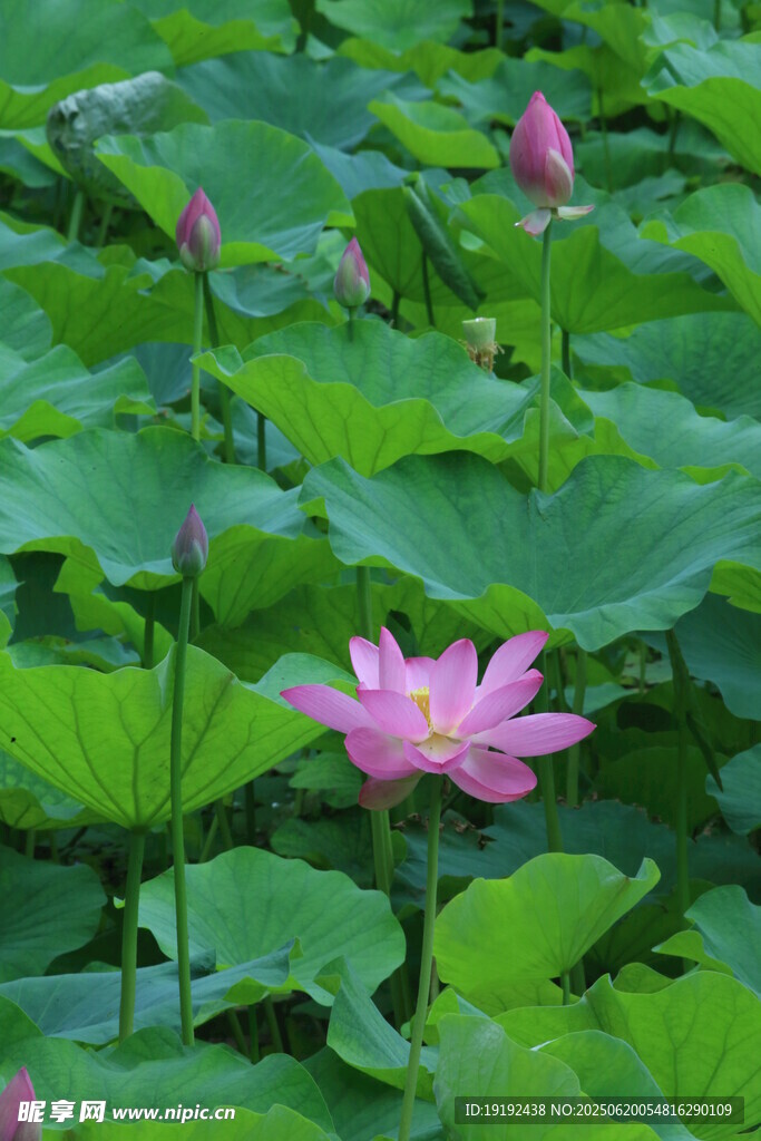 荷花荷葉  