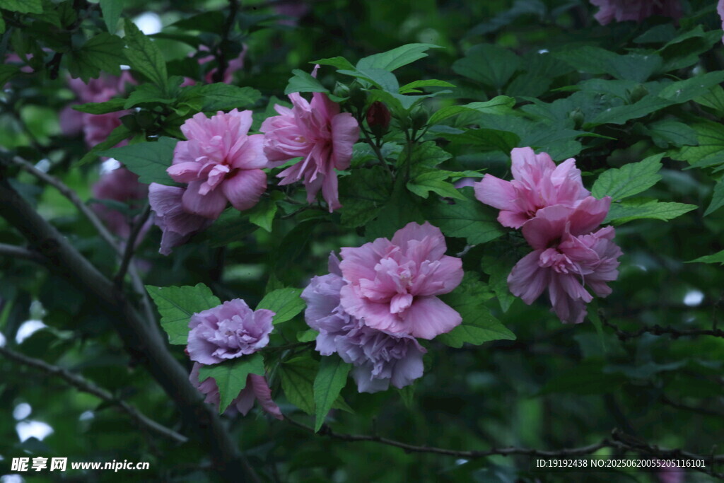 木槿花  