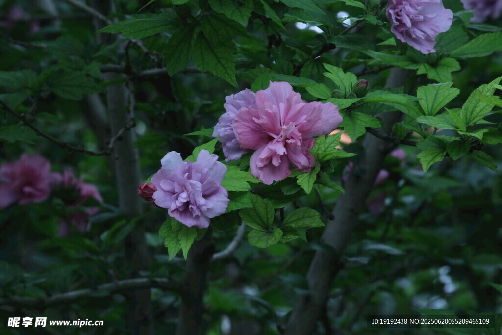 木槿花  