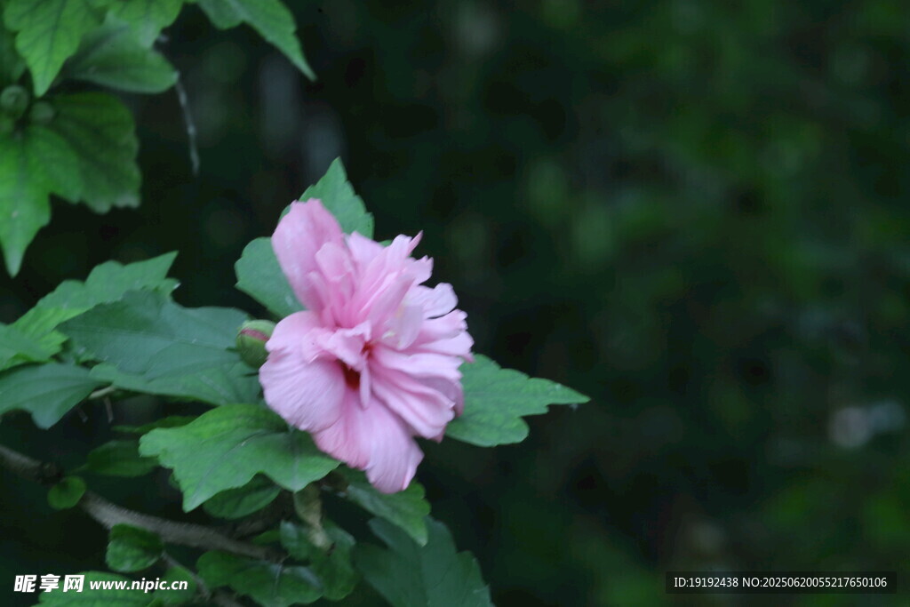 木槿花  