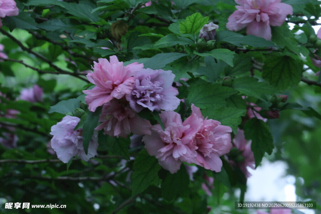 木槿花  