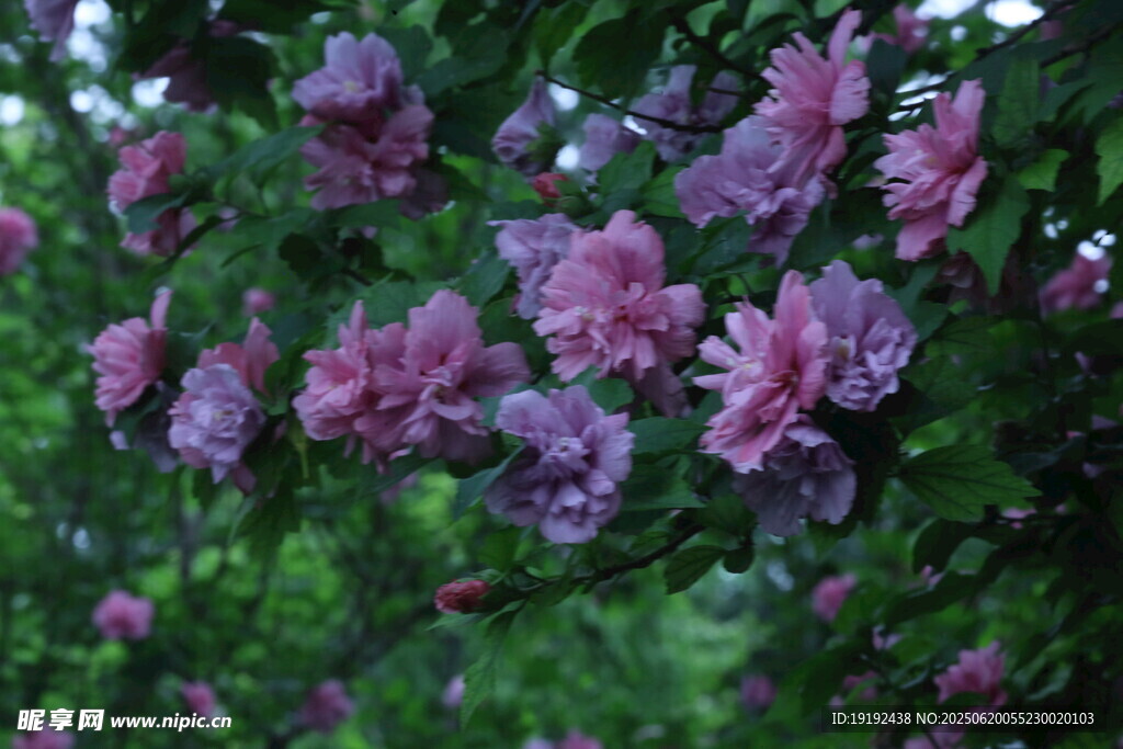 木槿花 