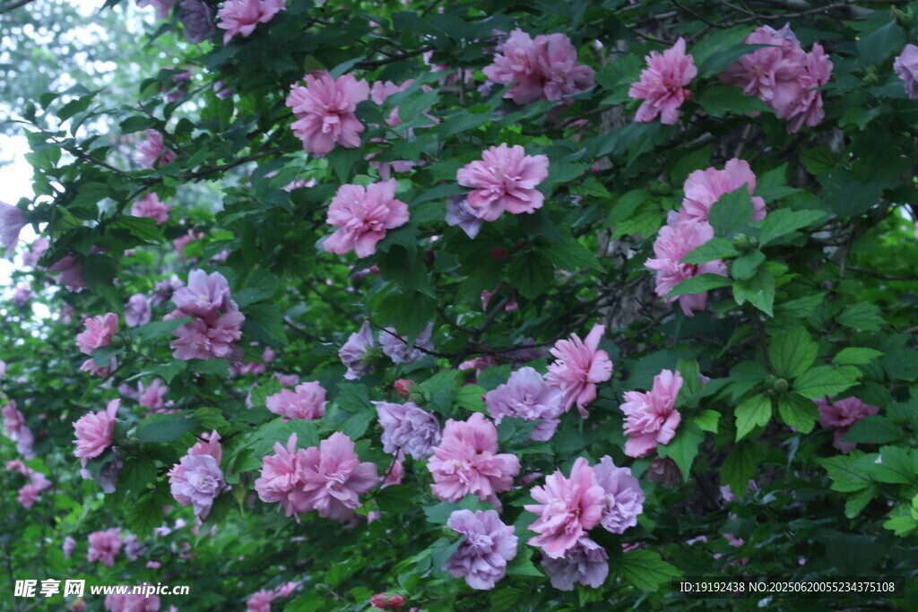 木槿花  