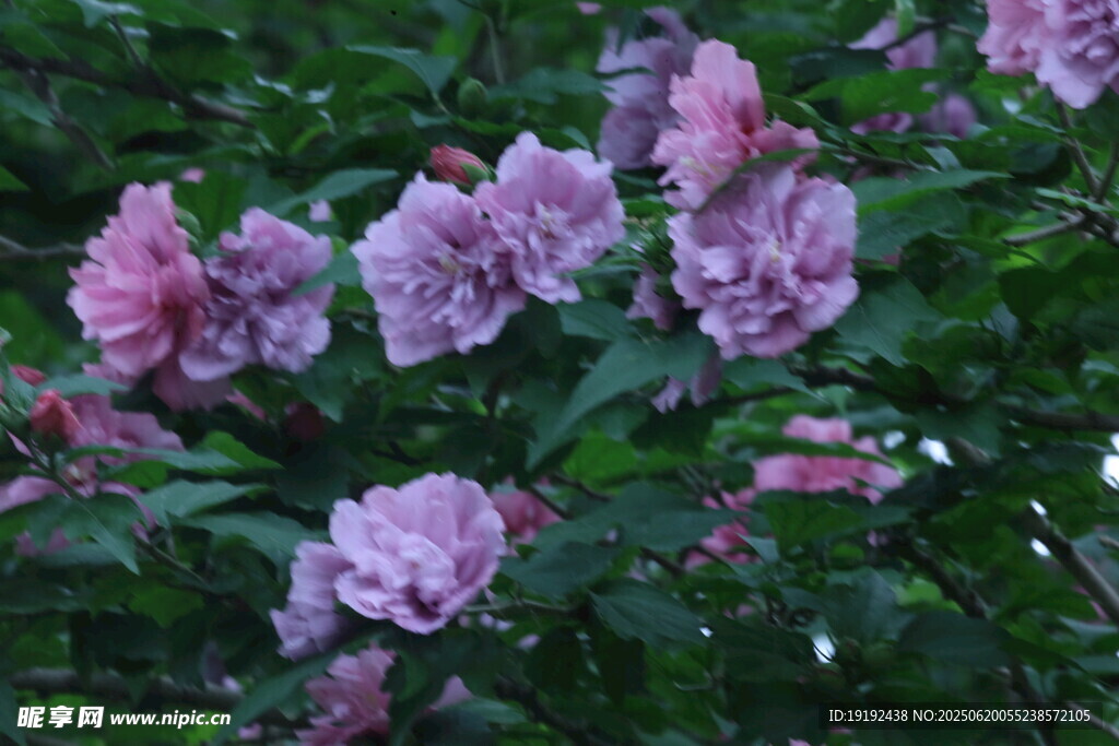 木槿花  
