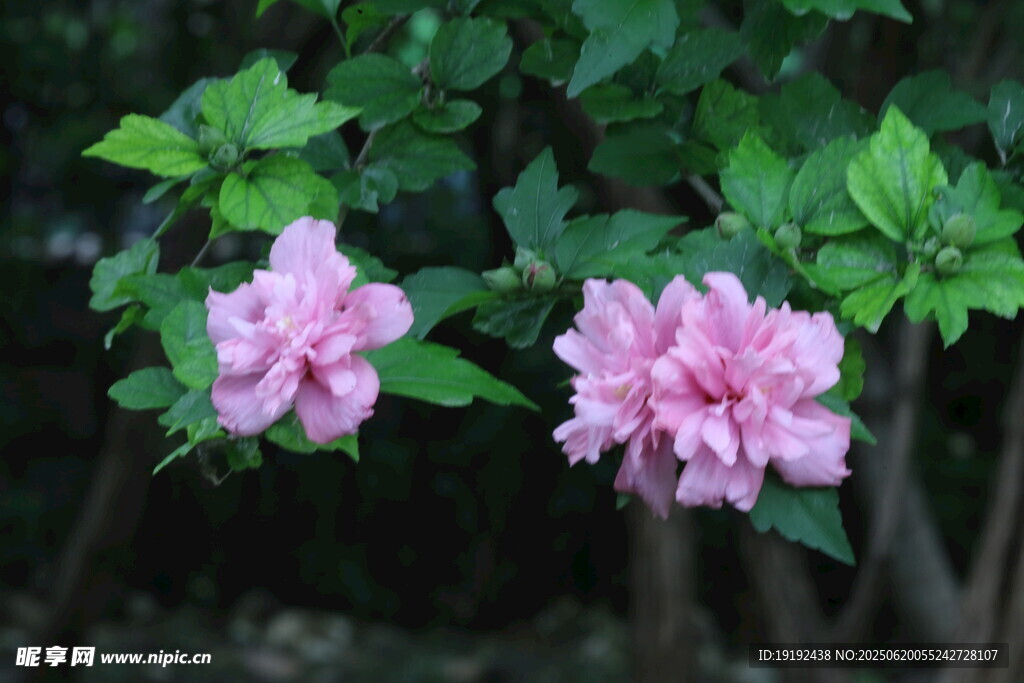 木槿花 