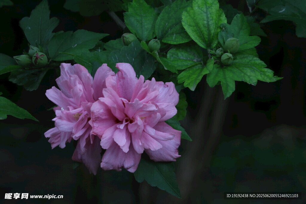 木槿花 