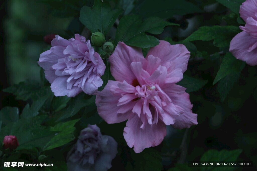 木槿花  