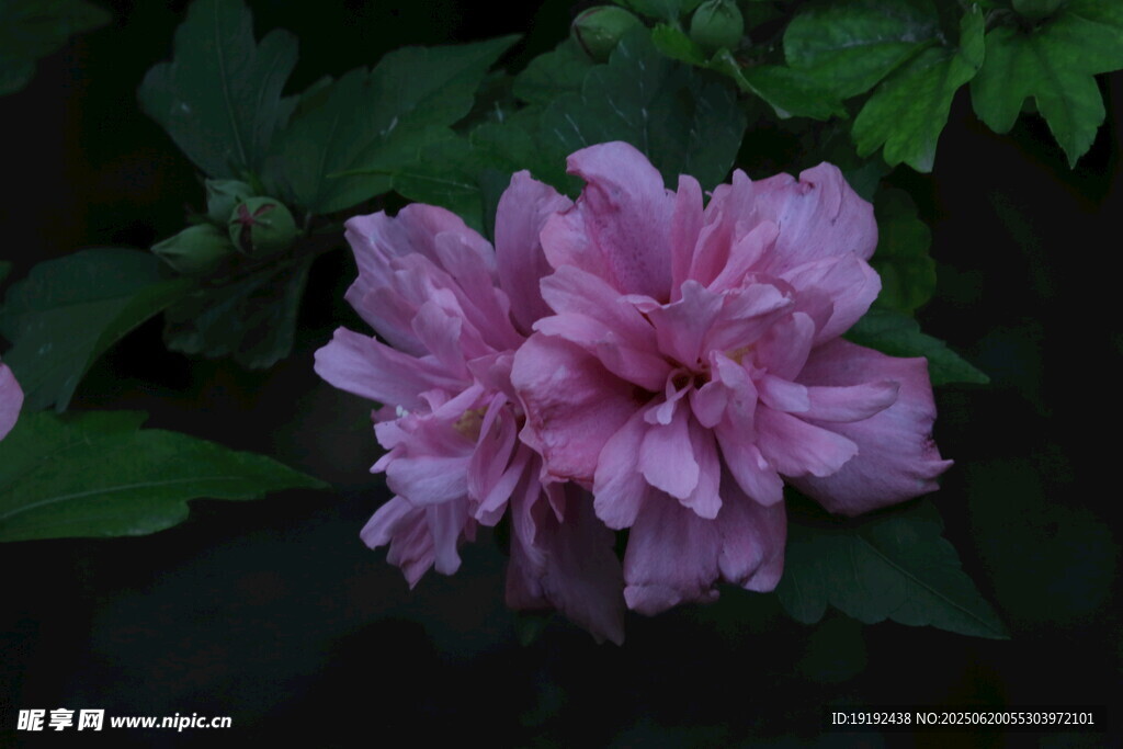 木槿花 