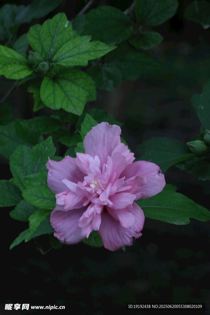 木槿花  