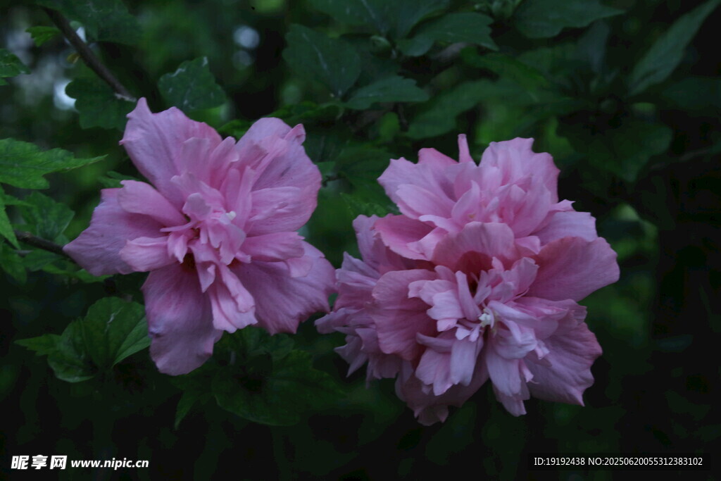 木槿花  