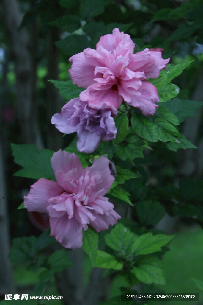 木槿花  