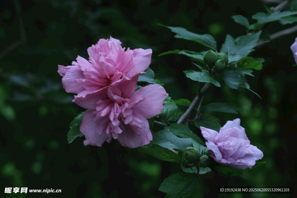 木槿花  