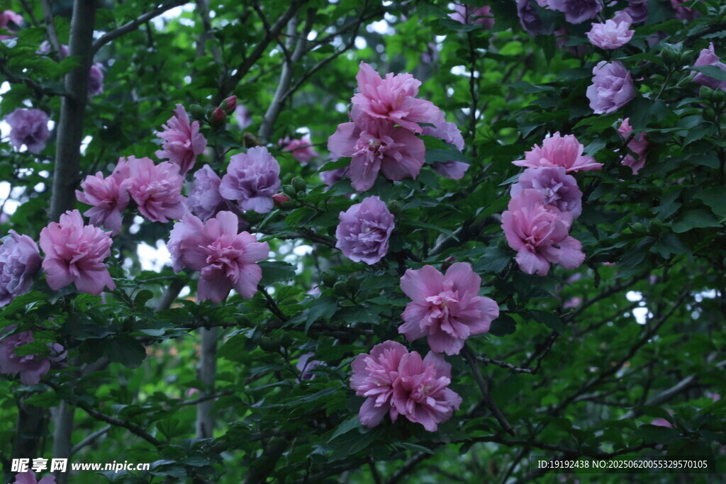 木槿花  