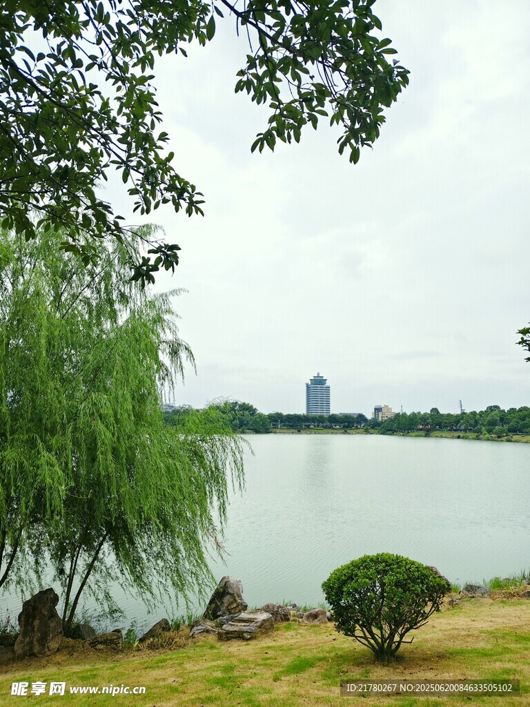 湖畔垂柳 樹影湖光