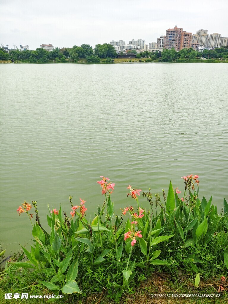 湖畔綠植與遠處城市景觀