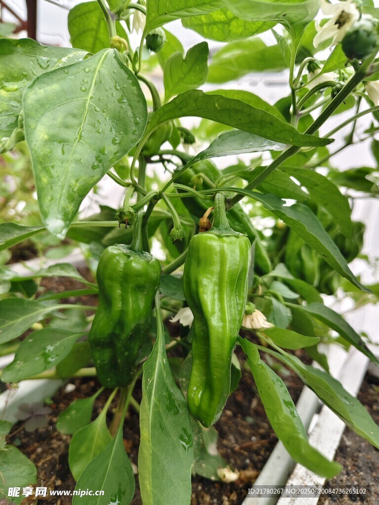 種青椒