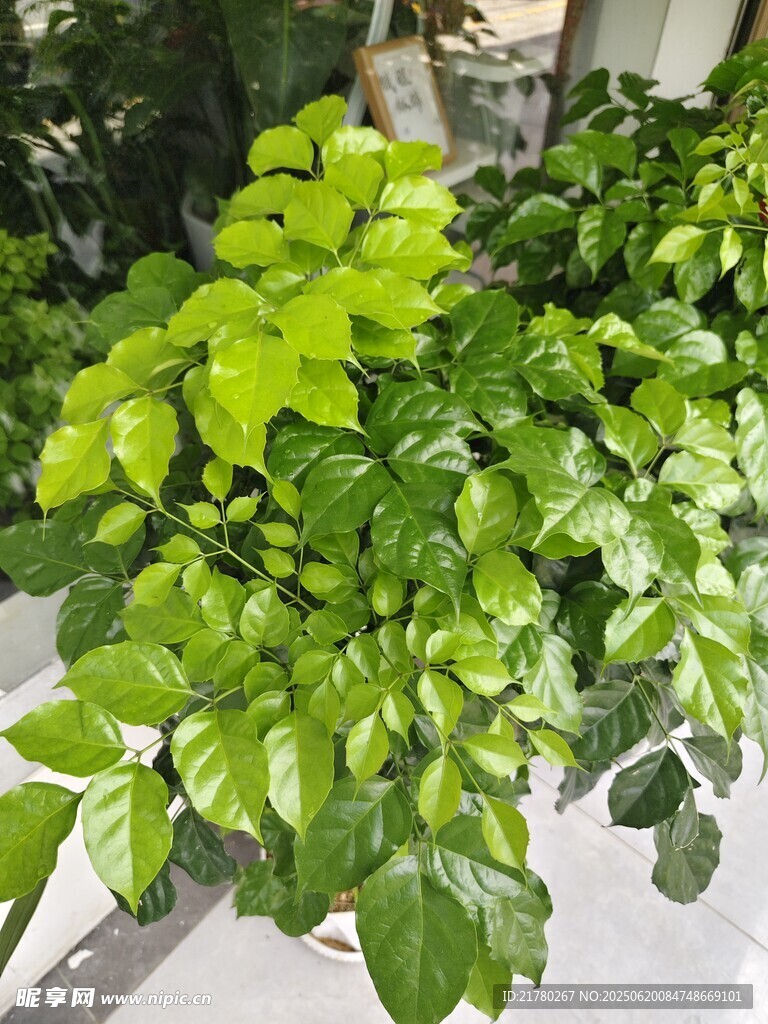 翠綠生機盎然的綠植