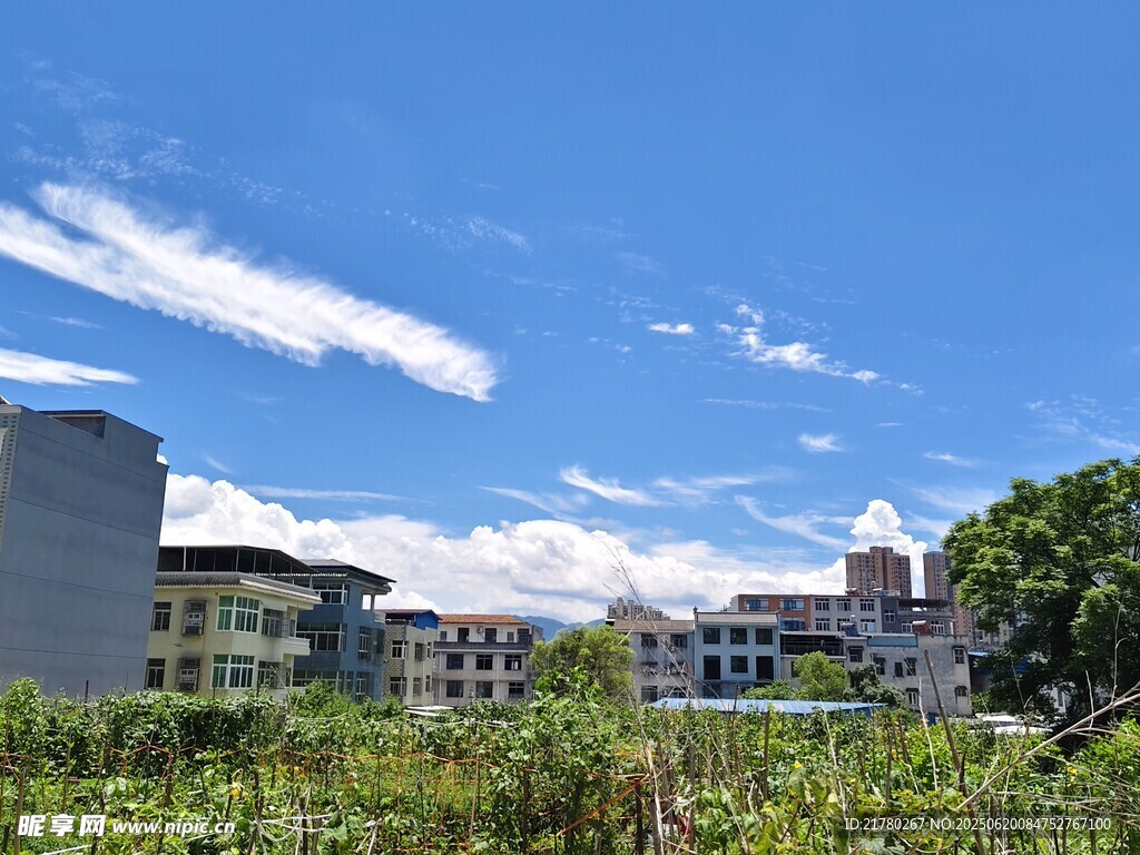 城市藍天綠植