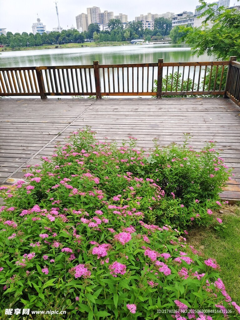湖畔花叢 木質觀景臺