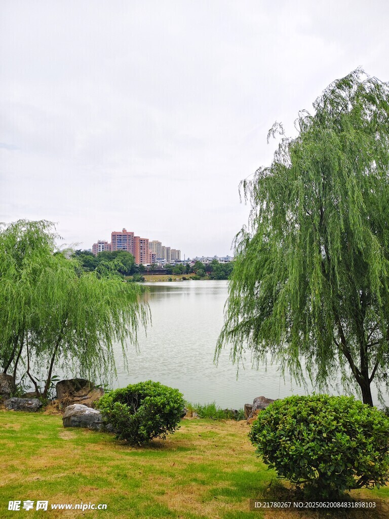 湖畔垂柳綠植 風景如畫