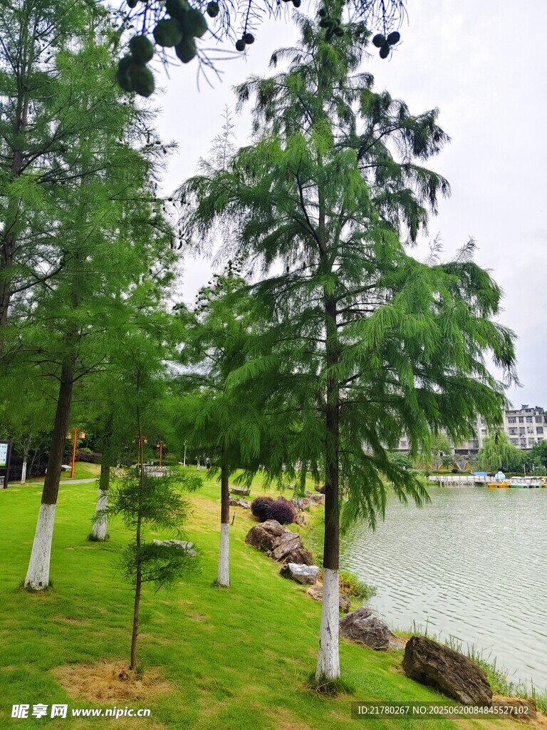 湖畔綠樹成蔭的清新景致