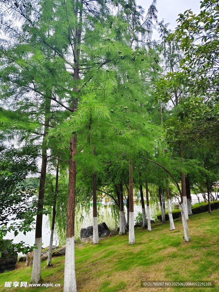 樹林間綠意盎然