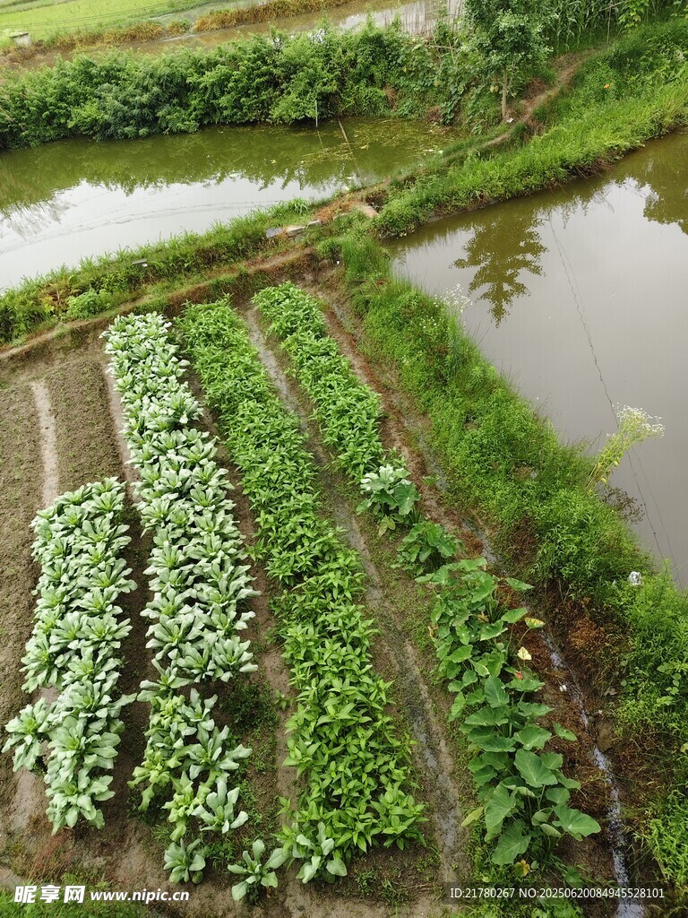 田園菜地