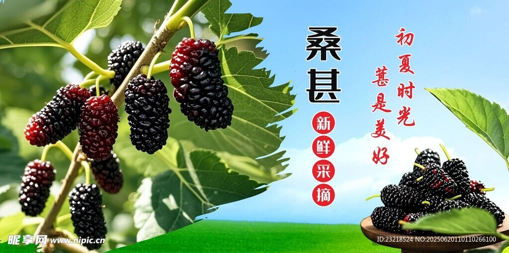 桑葚