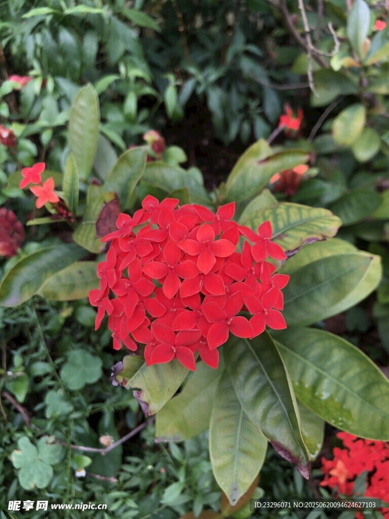 龍船花