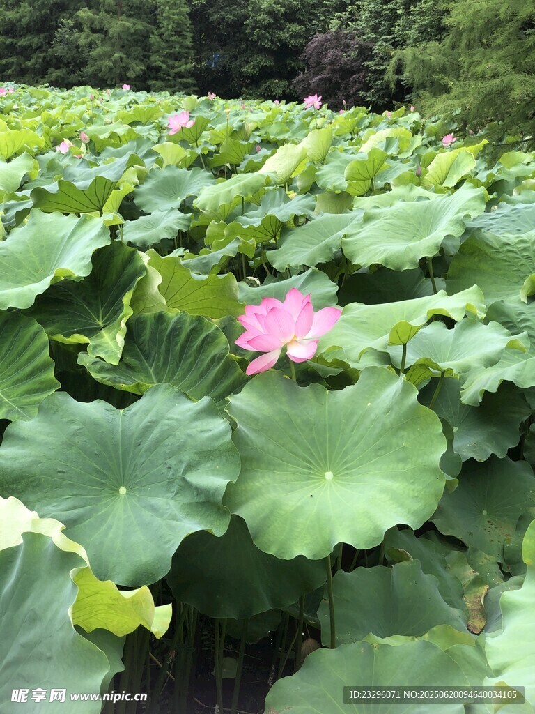 荷花