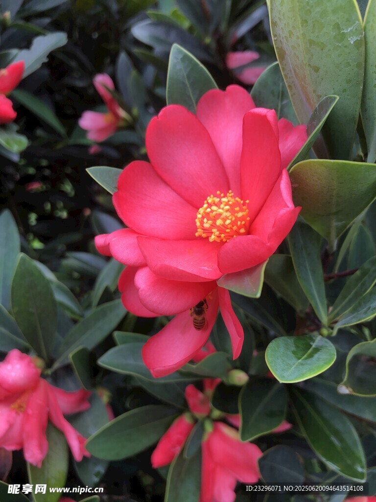 杜鵑紅山茶