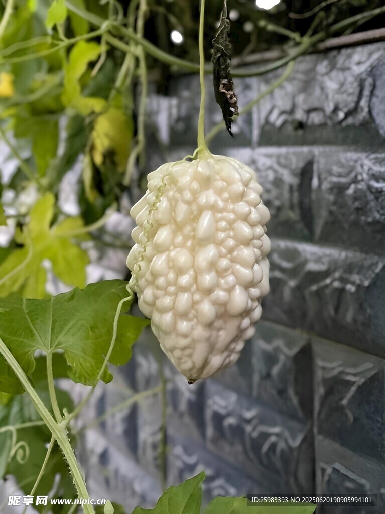 苦瓜栽培