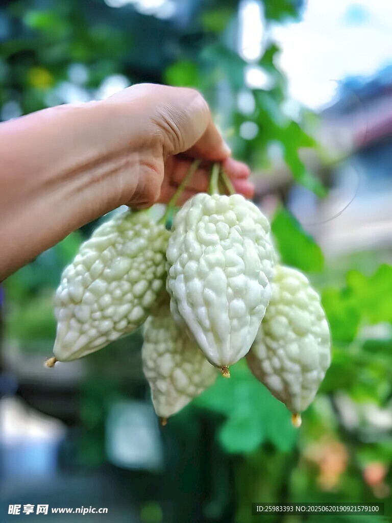 苦瓜栽培