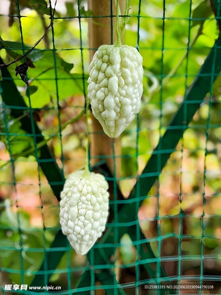 苦瓜栽培