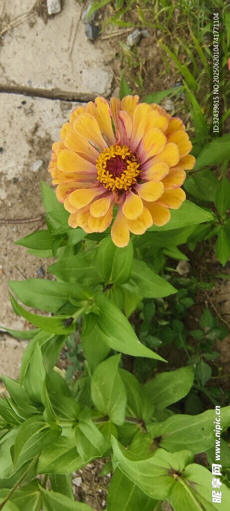 黃色花朵綻放于綠葉間