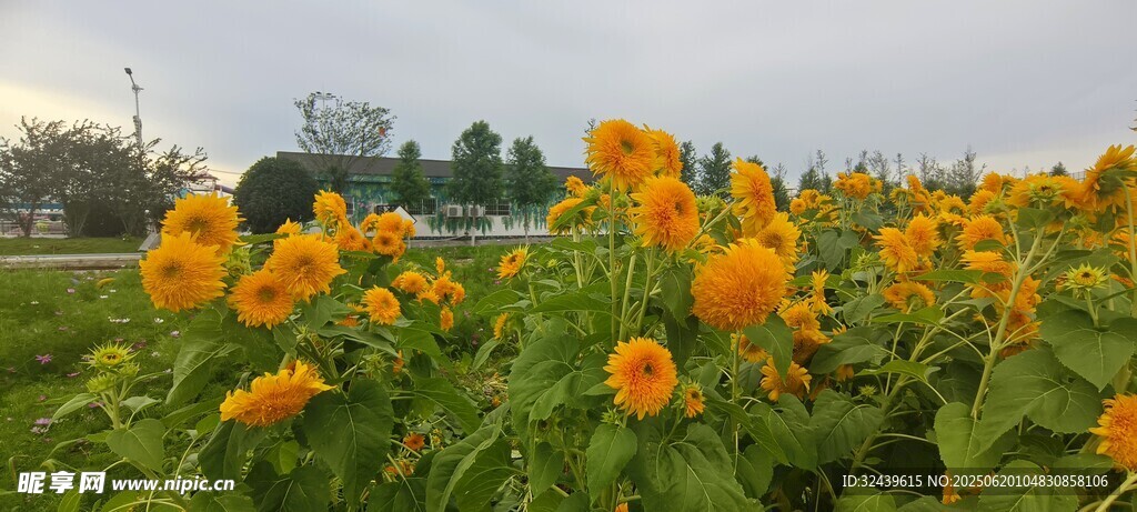 金黃花海綻放田園風光