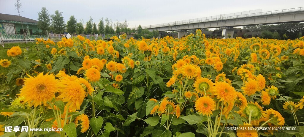 燦爛向日葵花海