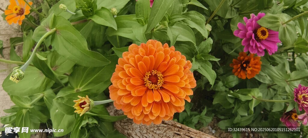 鮮艷綻放的多彩花朵