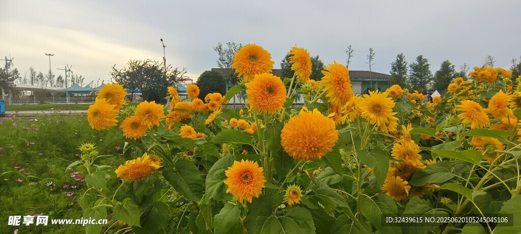 燦爛向日葵花海