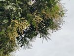 枝葉繁茂的樹(shù)梢  龍眼樹(shù)
