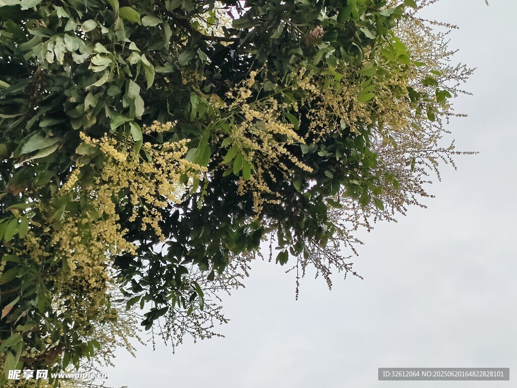 枝葉繁茂的樹(shù)梢  龍眼樹(shù)