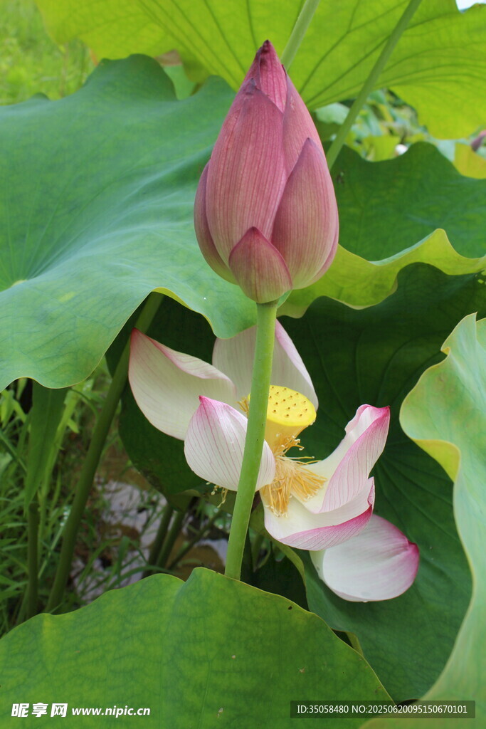  荷花  