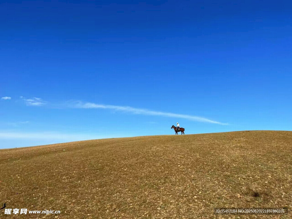 草原孤馬